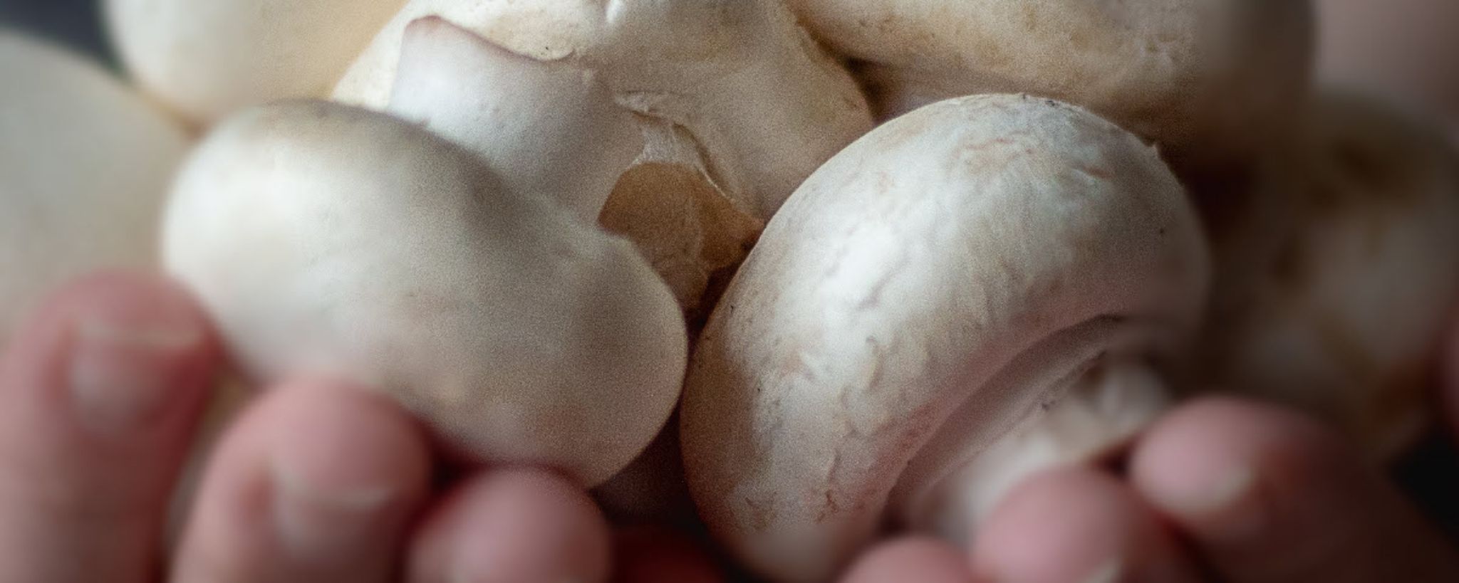 Pieczarki